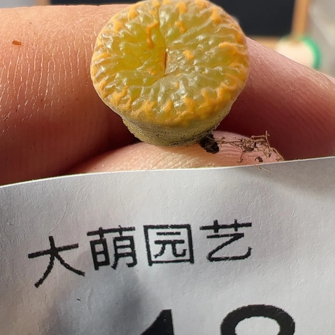 一物一拍。    918