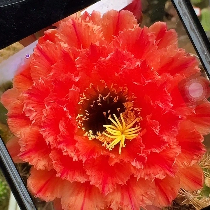 清一带根6公分左右毛花柱