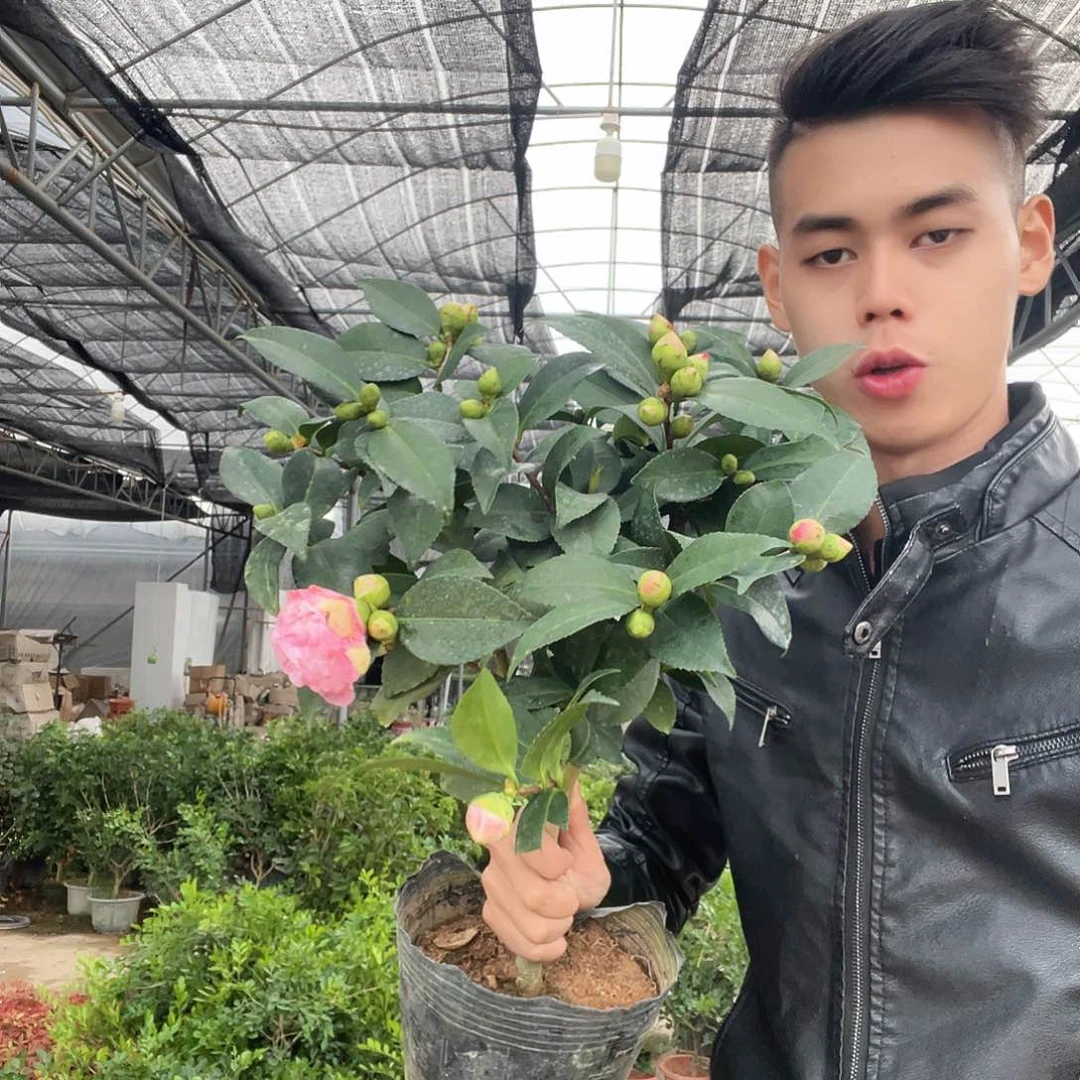 当前无花栽培后可以开花香妃茶花