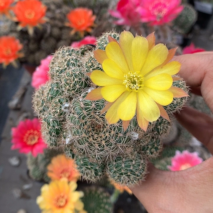 964 实生丽花5厘米盆