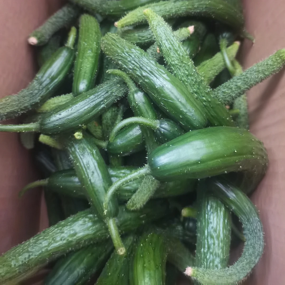 新鲜小黄瓜,腌菜专用,现摘现发五斤装