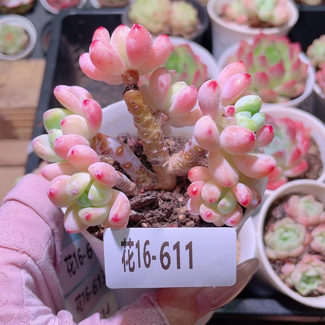 花利美16-611罗琦