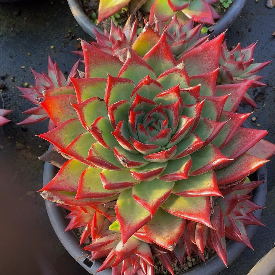 红乌木29.8多肉群生