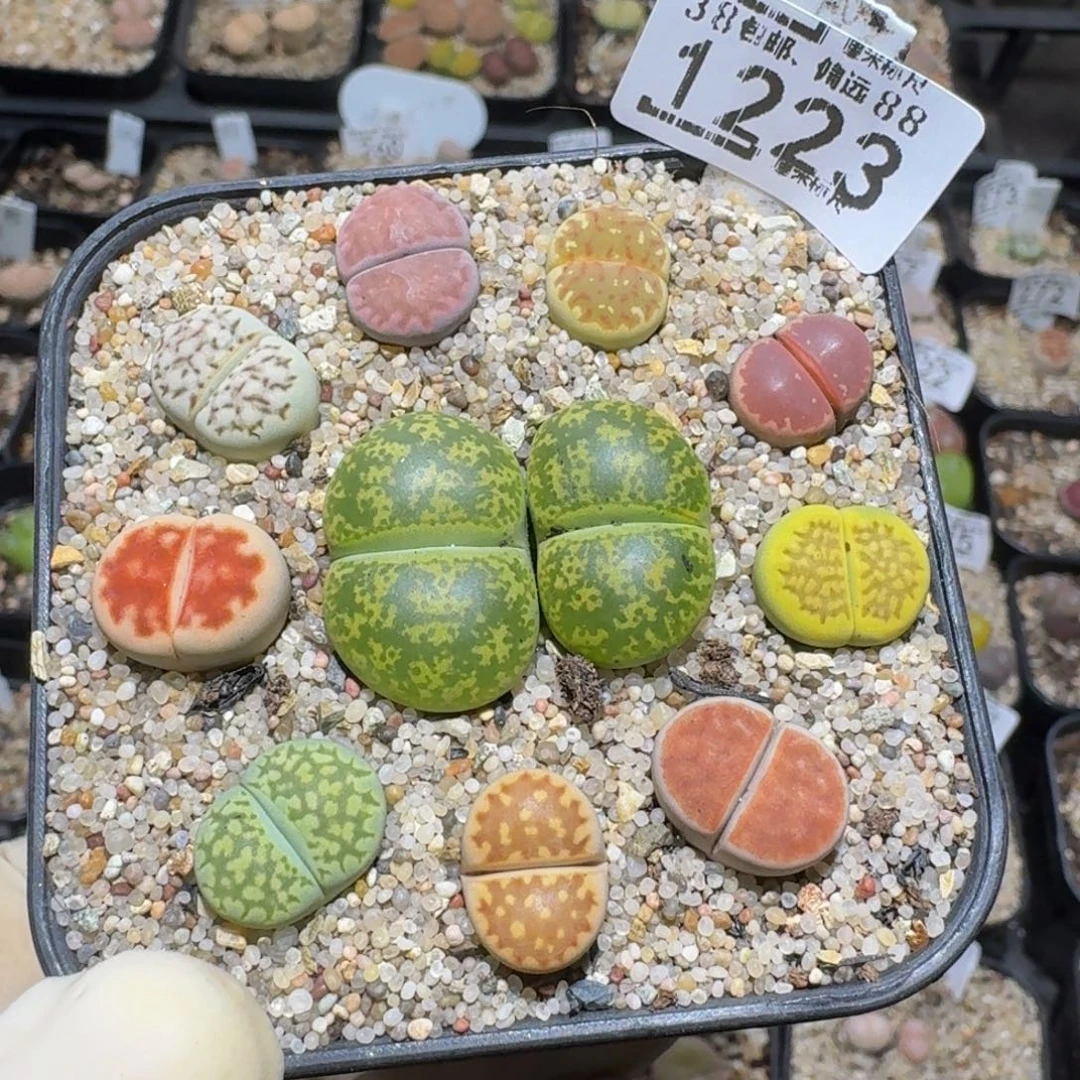 zzzz精品生石花1223