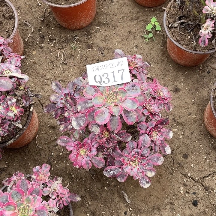 317香奈儿多肉植物