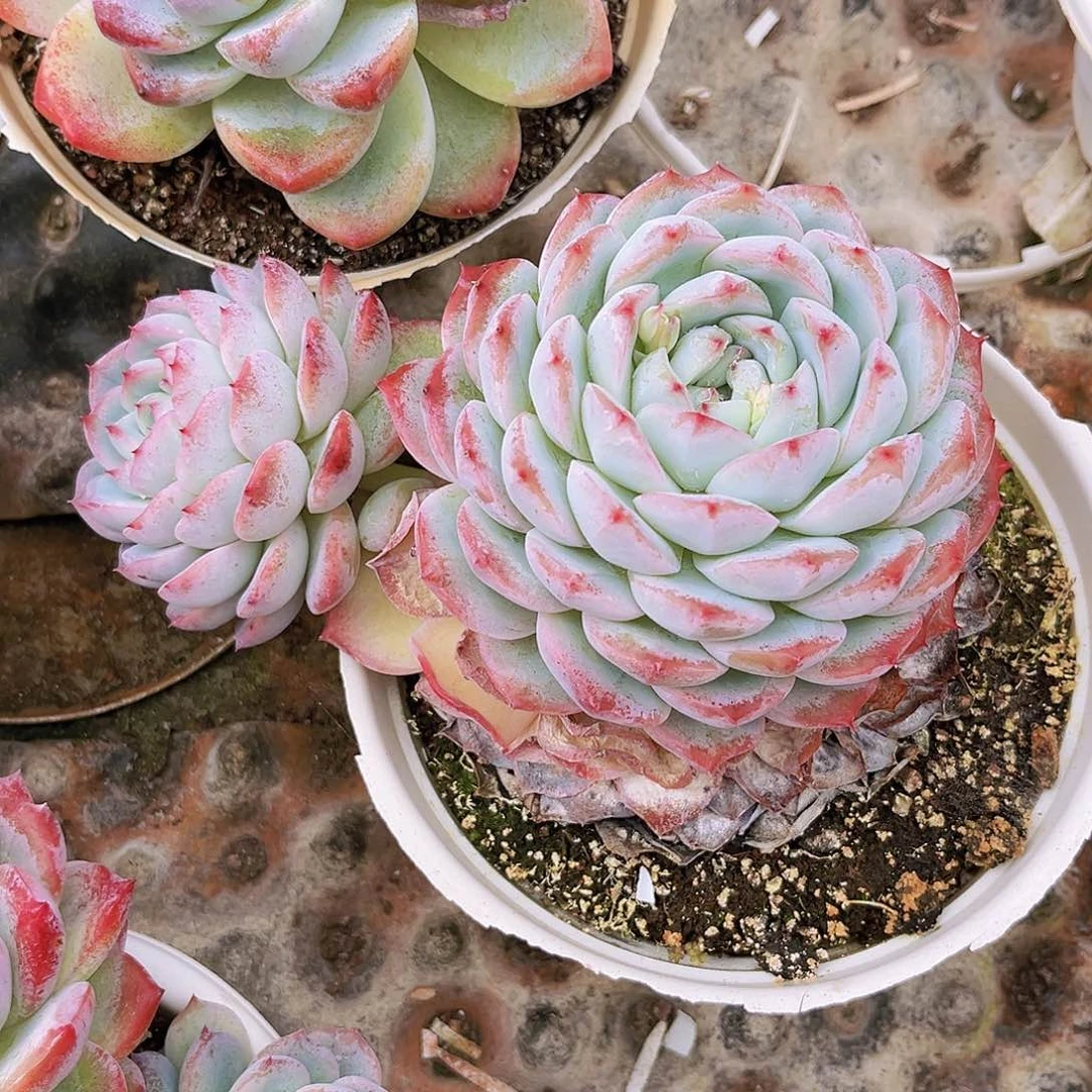 17公分海洋之心9999999