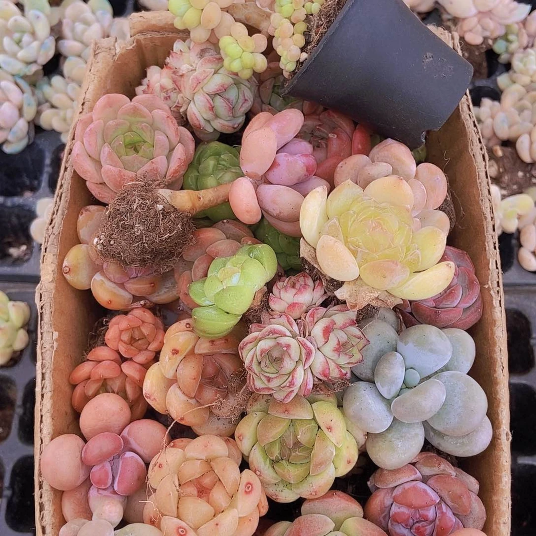 00000000001量拍保底20颗