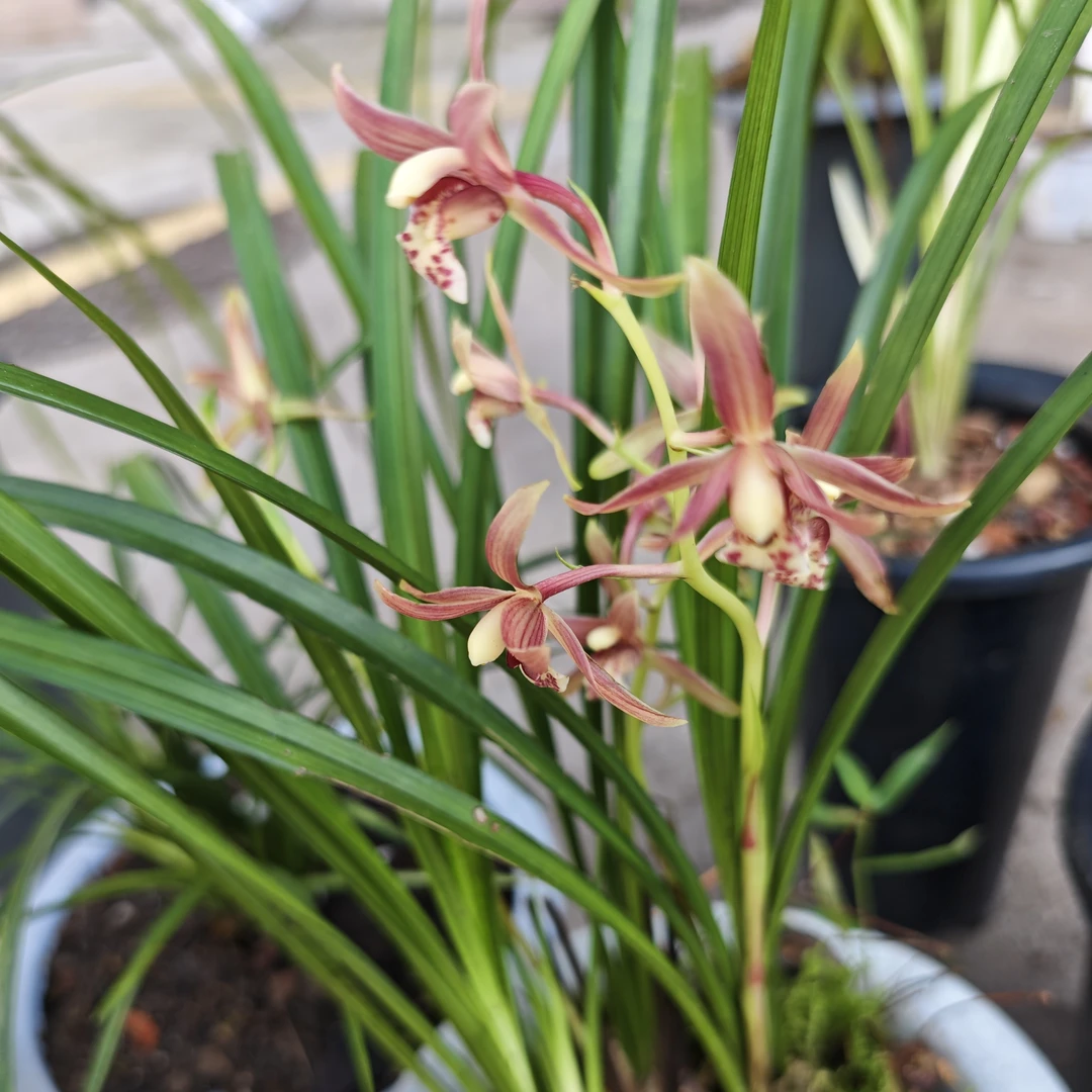 兰花宋春秋芝蕙兰春兰直播间一物一拍