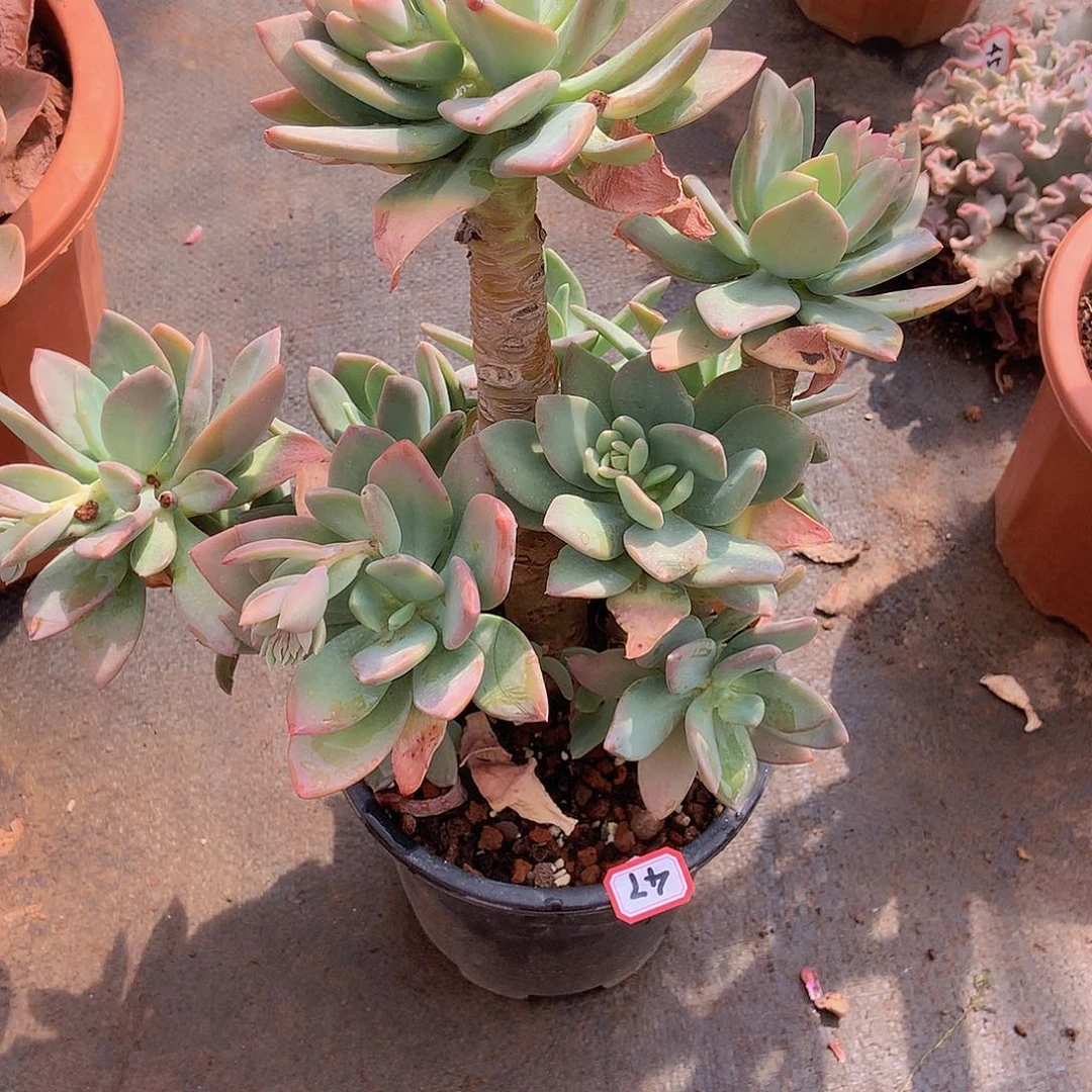 一物一拍多肉家里47芒果美人