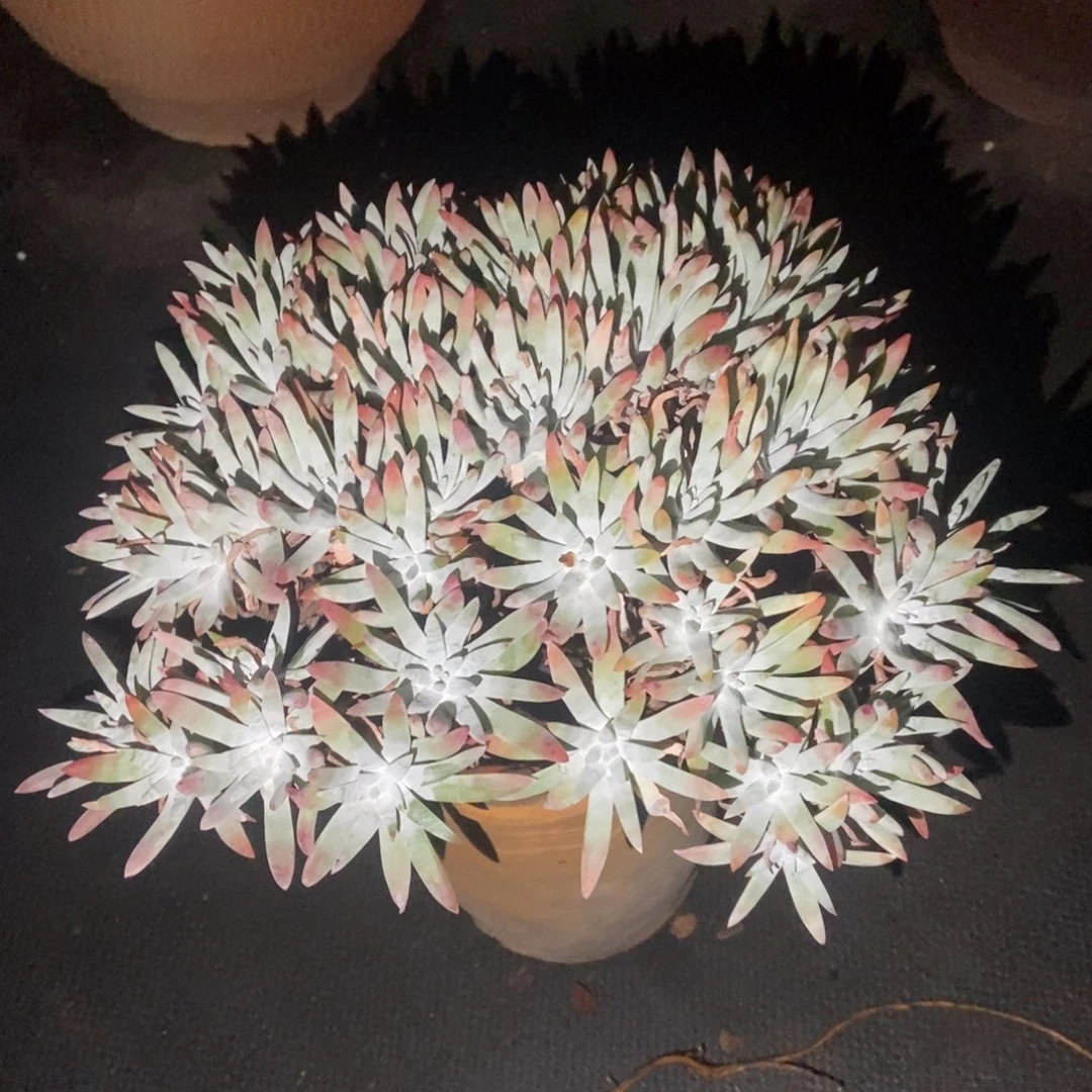 白鹭多肉植物啦啦啦
