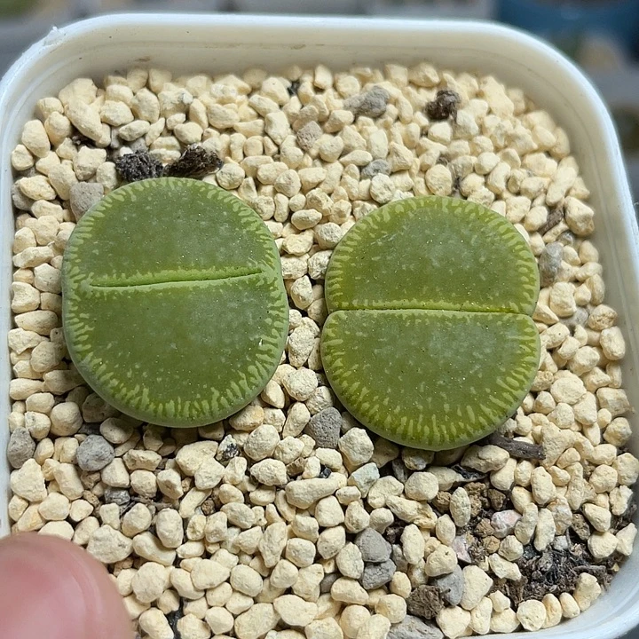 佳人园艺多肉生石花绿光阳679