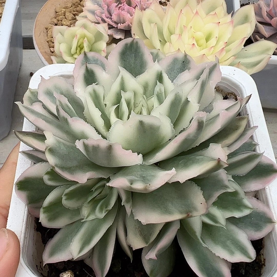 95号紫蝴蝶锦三头群多肉植物