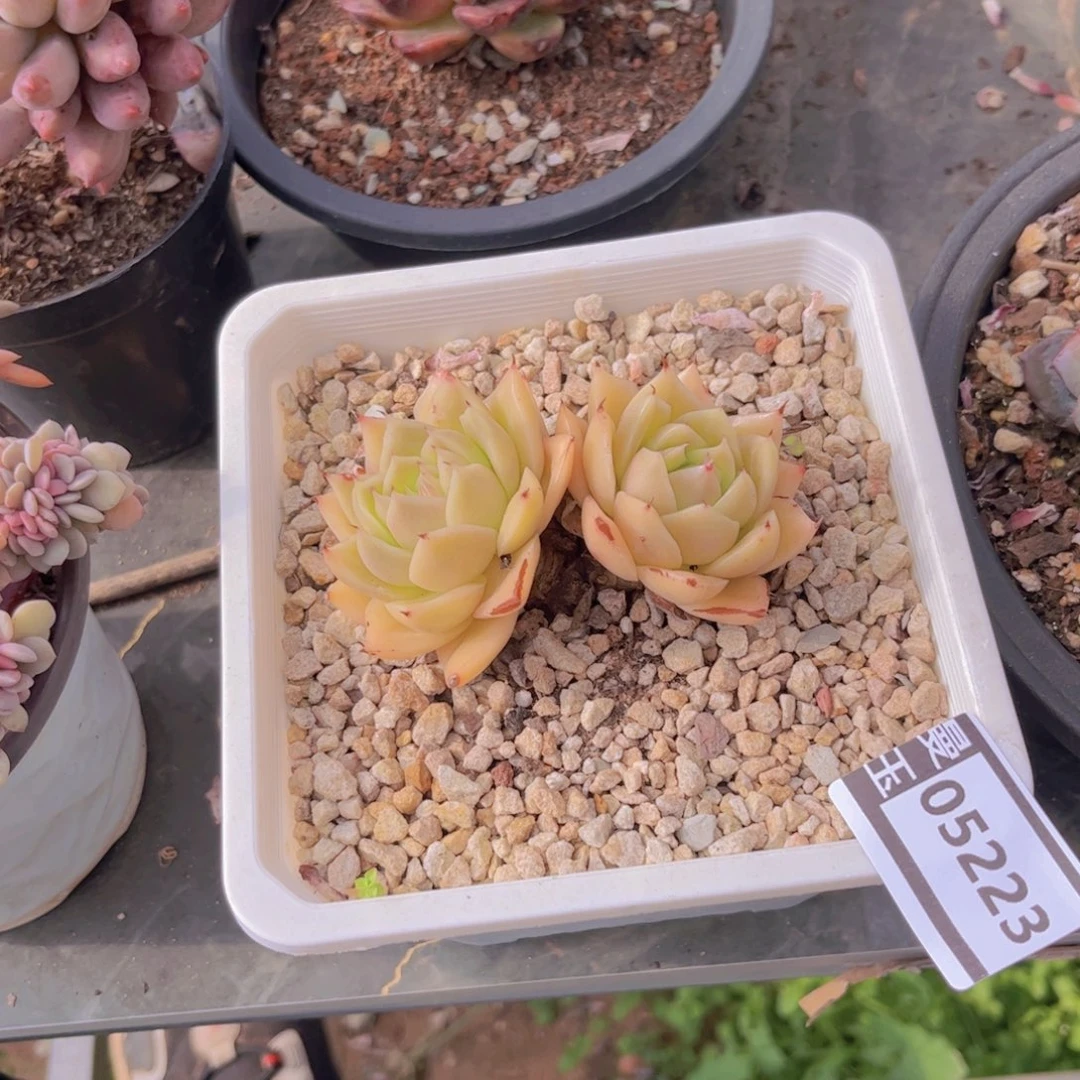 东云多肉植物05223