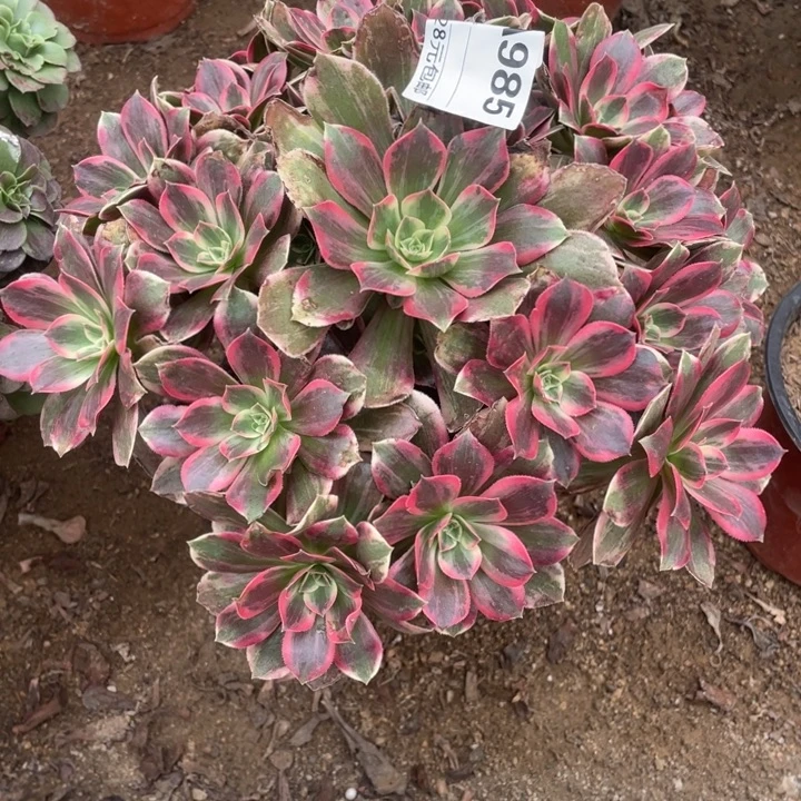 多肉植物幻沙法师985