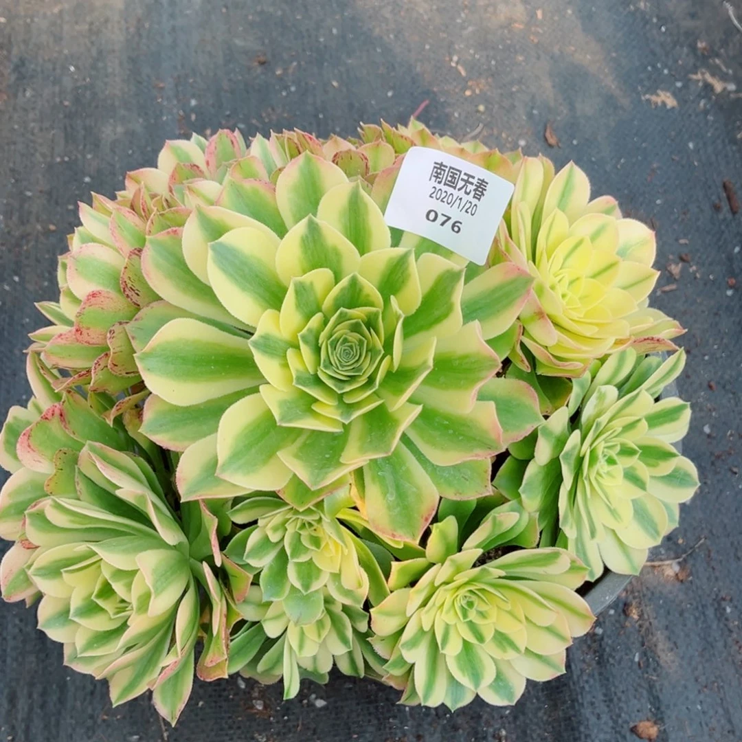 一物一拍多肉法师76