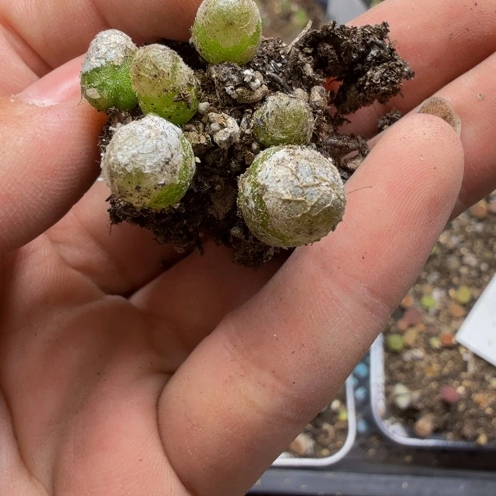 佳***辉多肉植物的生长发育12