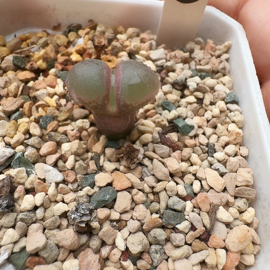 多肉植物福利风铃222