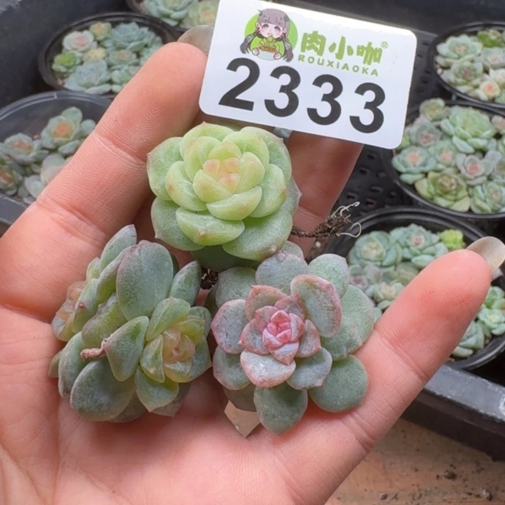 可***可多肉植物多肉植物