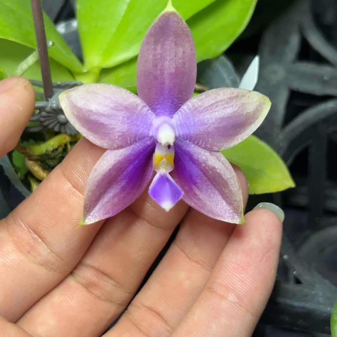 完全开放l339n6510