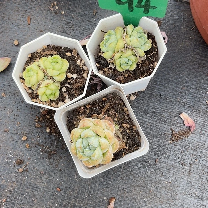 晨语多肉，一物一拍胖虎94