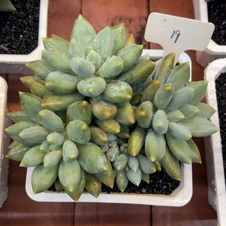 橘***静19哥特萝莉一物一拍