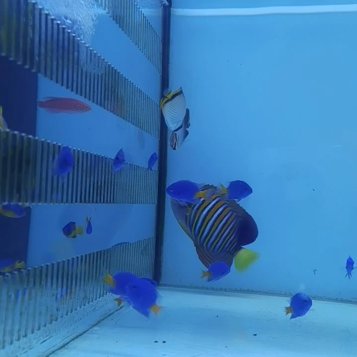 5+天皇蝶海水鱼一条