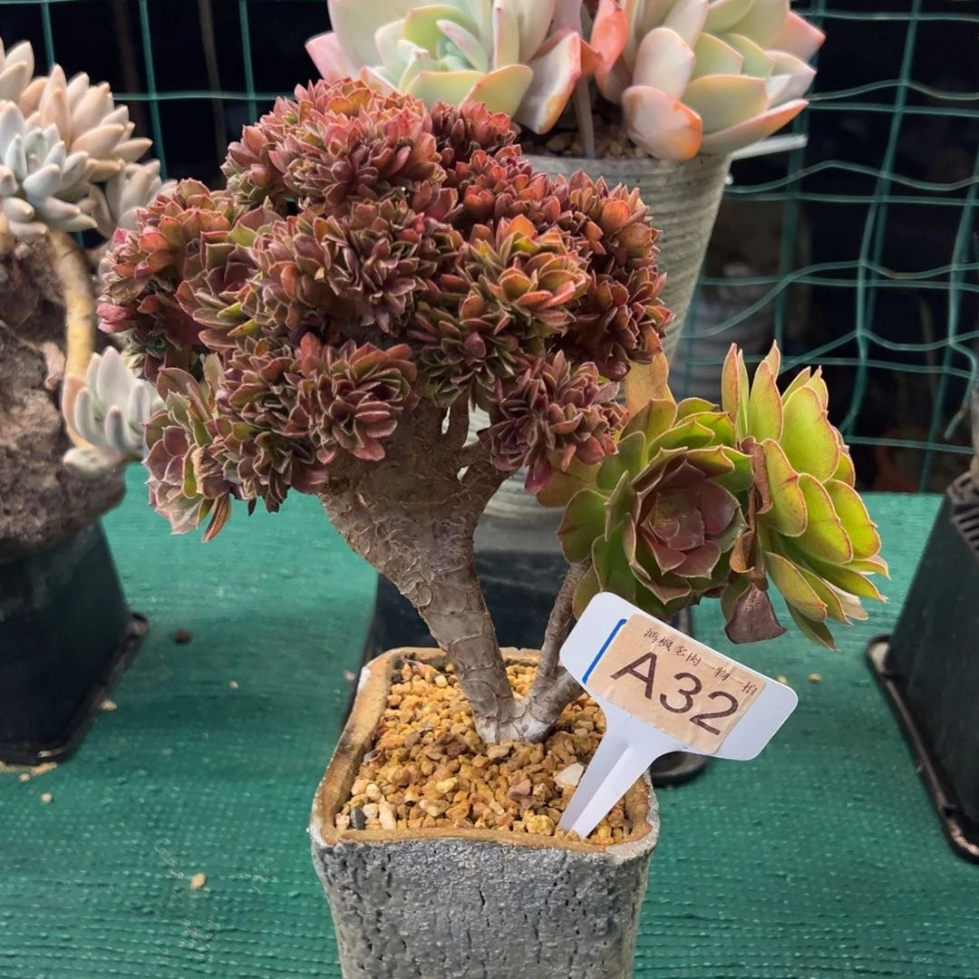 法师，，，，，，，，，，，，，