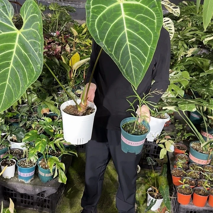 鱼*密叶猴耳环绿植好看