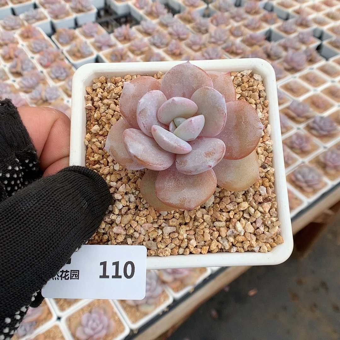 110奶茶多肉植物666