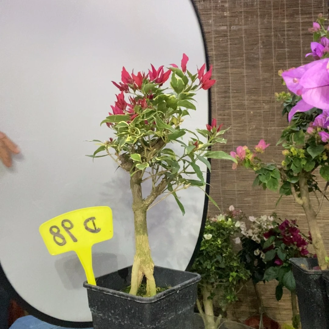 古**兰三角梅红蝶d98