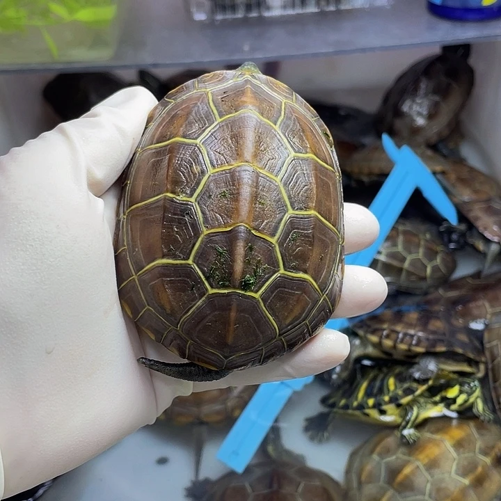 公母搭配宠物龟G*䨻