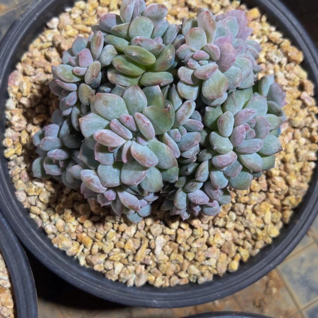 南**木新年快乐 新年快乐