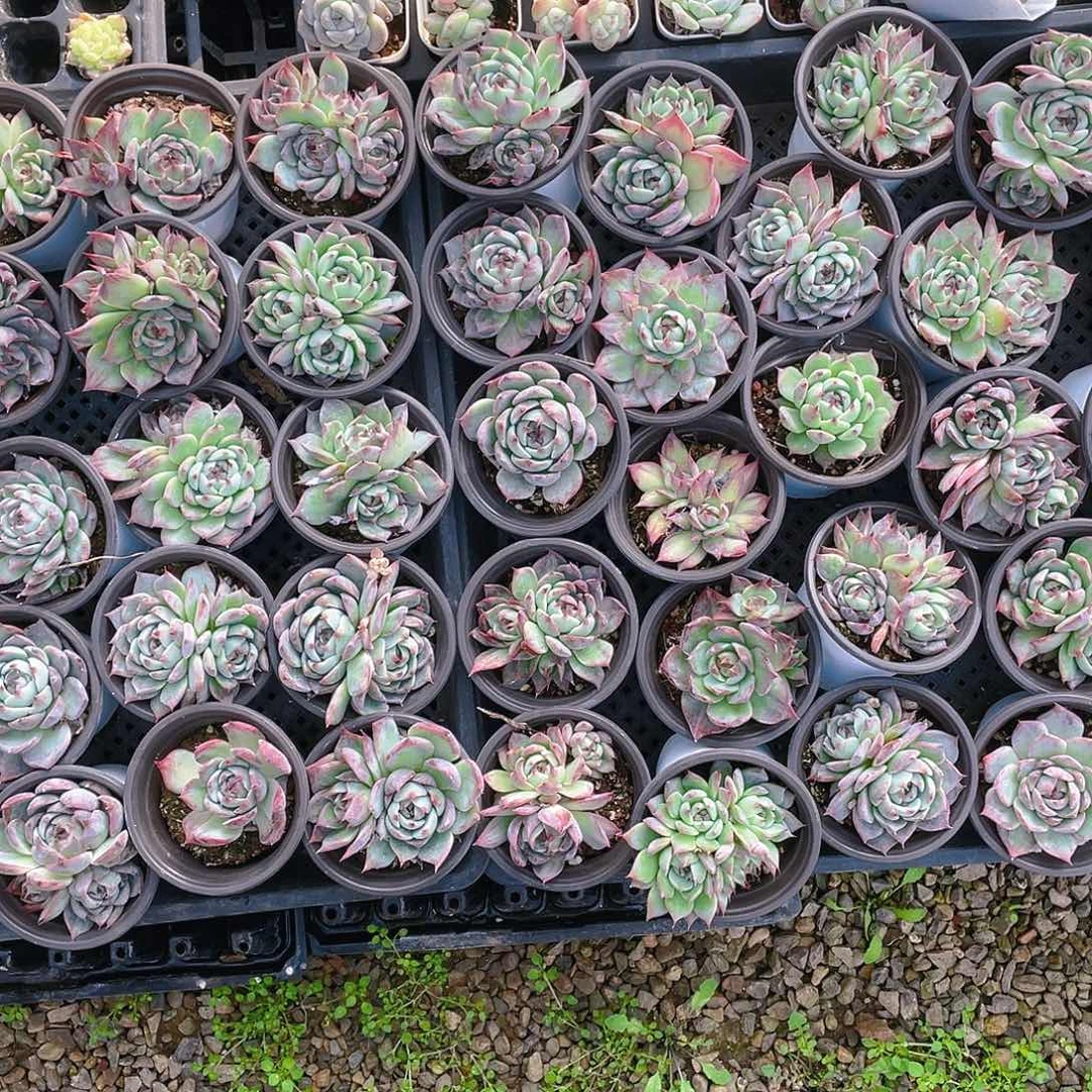 惊鸿单双混盆不包整一个满25包邮