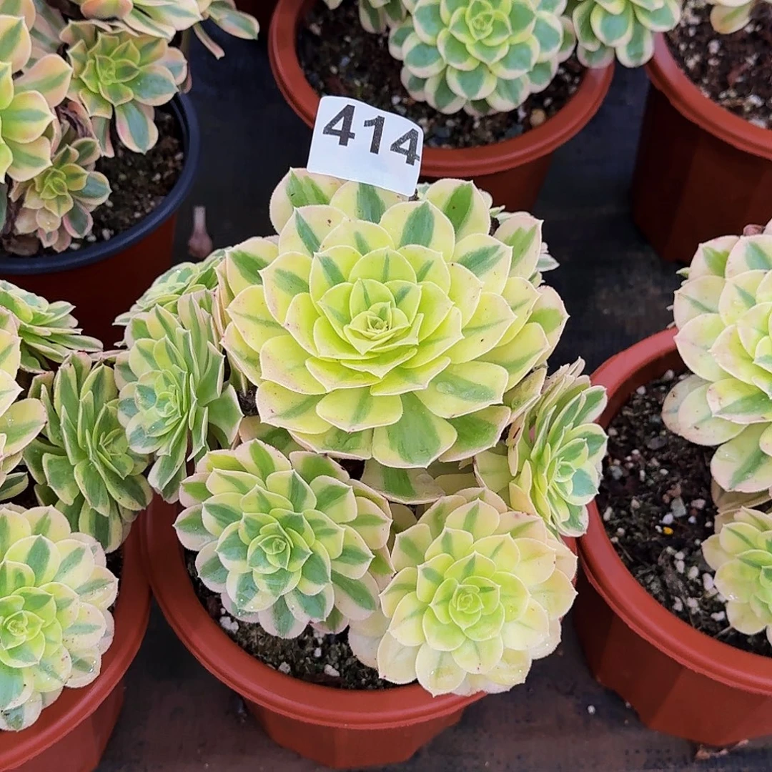 414玉姿法师植物多肉