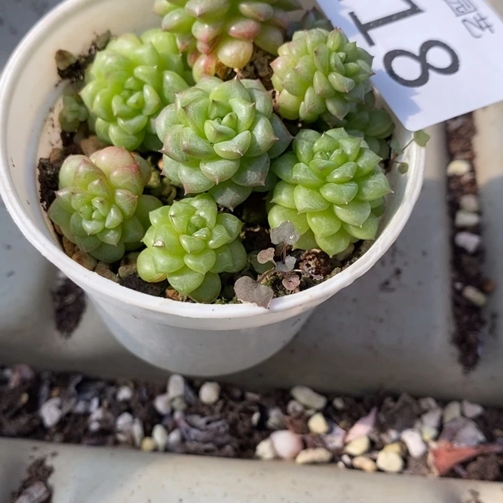 入***梦118 多肉植物盆栽植物