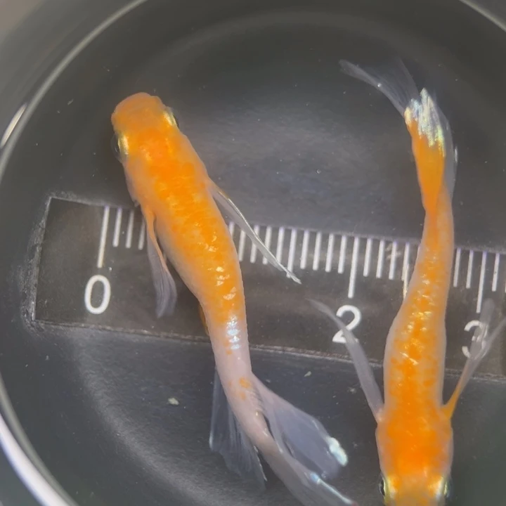 海水鱼真长赤壁72号