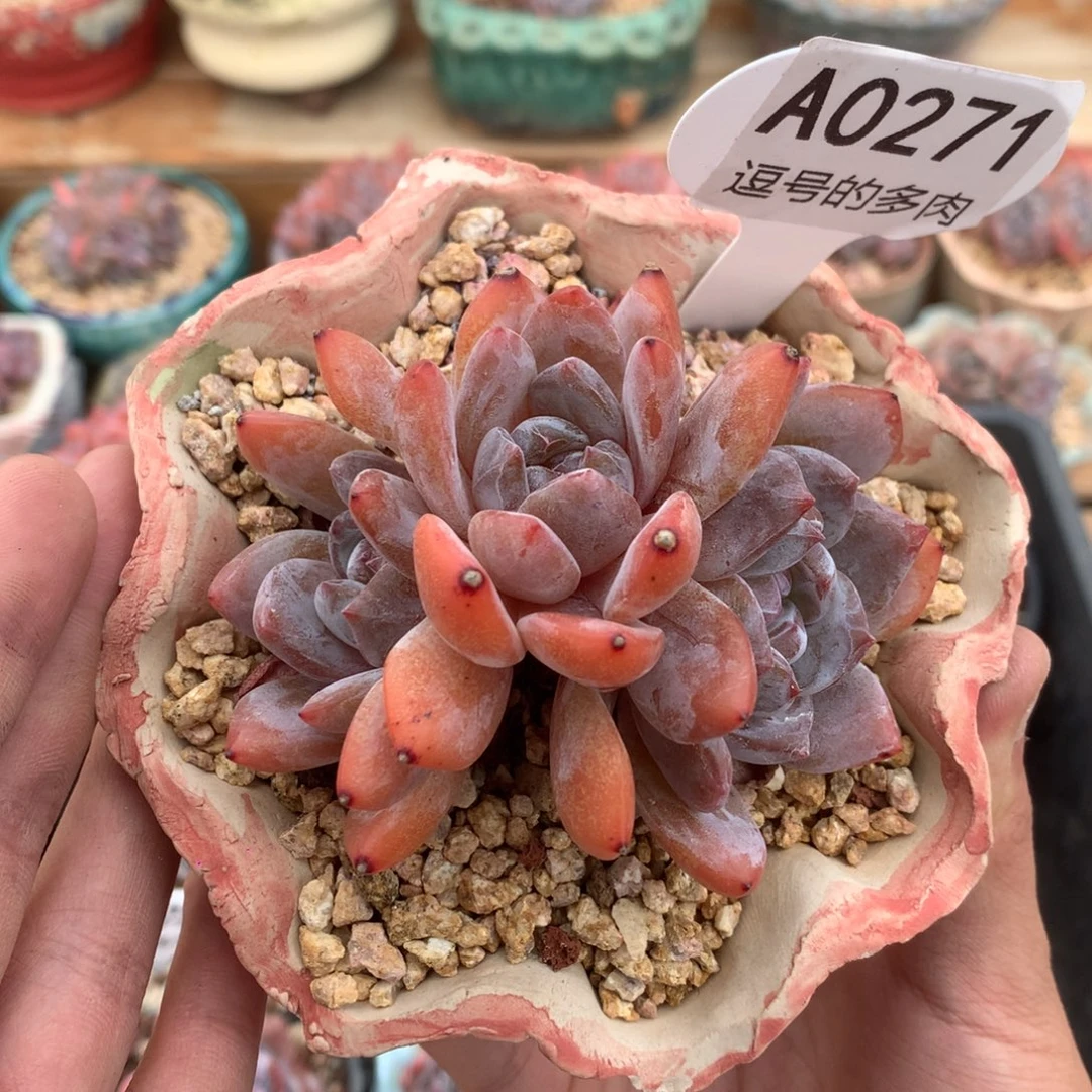 A0271 福利 雪天使老桩 无砍 8.5cm