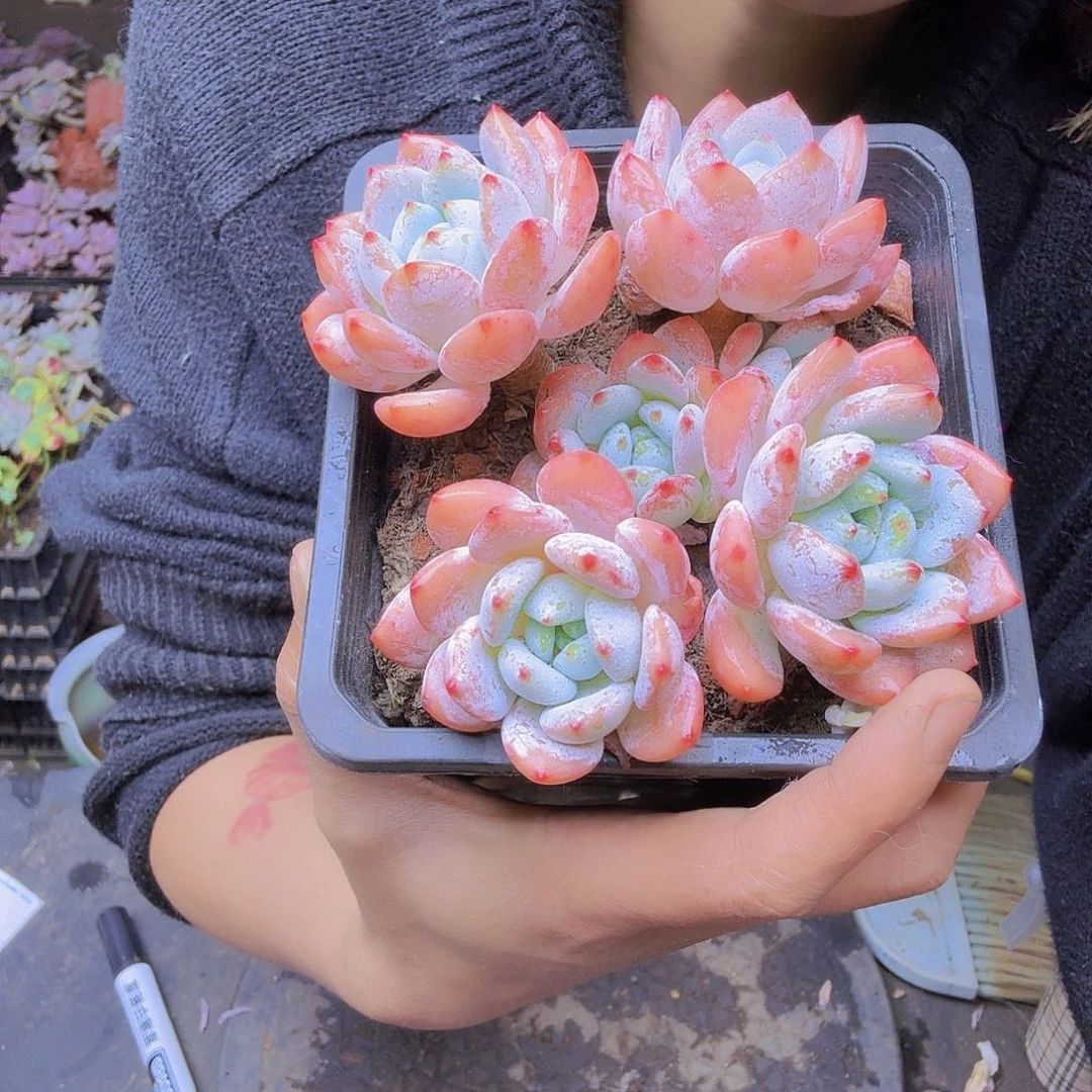 丢***丢冷香一物一拍一物一拍