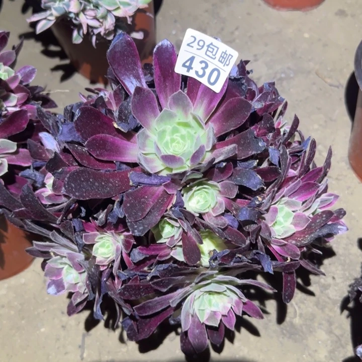 白婚纱……多肉植物的