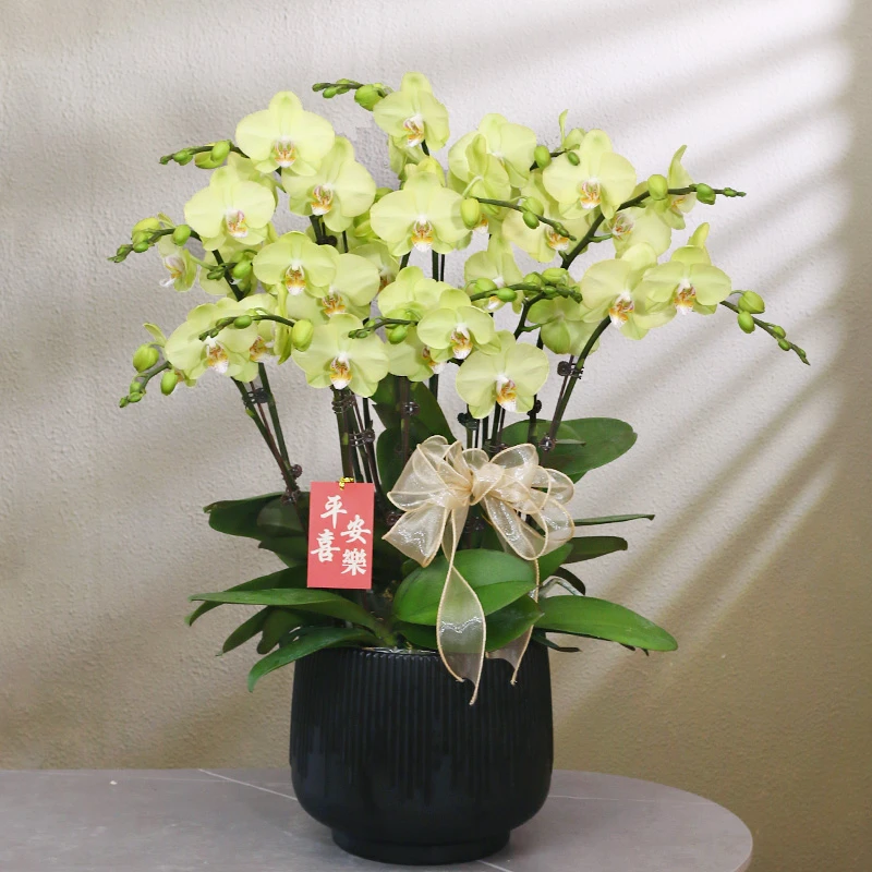 蝴蝶兰【绿如意】带花带盆组好伴手礼送礼茶桌婚礼客厅美化装饰