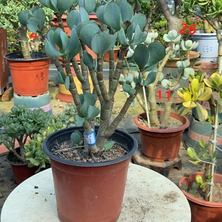 蓝鸟花月一物一拍