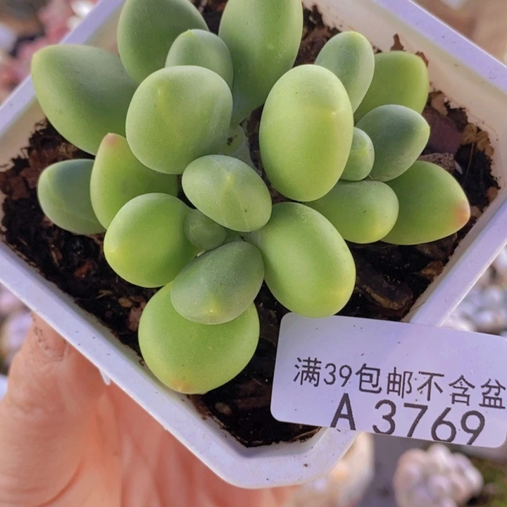 芒果奶6cm3769多肉植物
