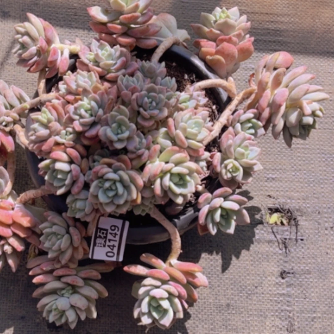 【闪购商品】克洛伊04149