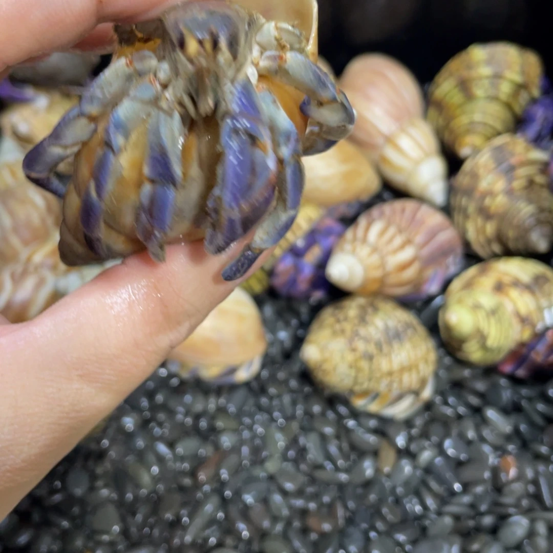 寄居蟹寄居蟹寄居蟹