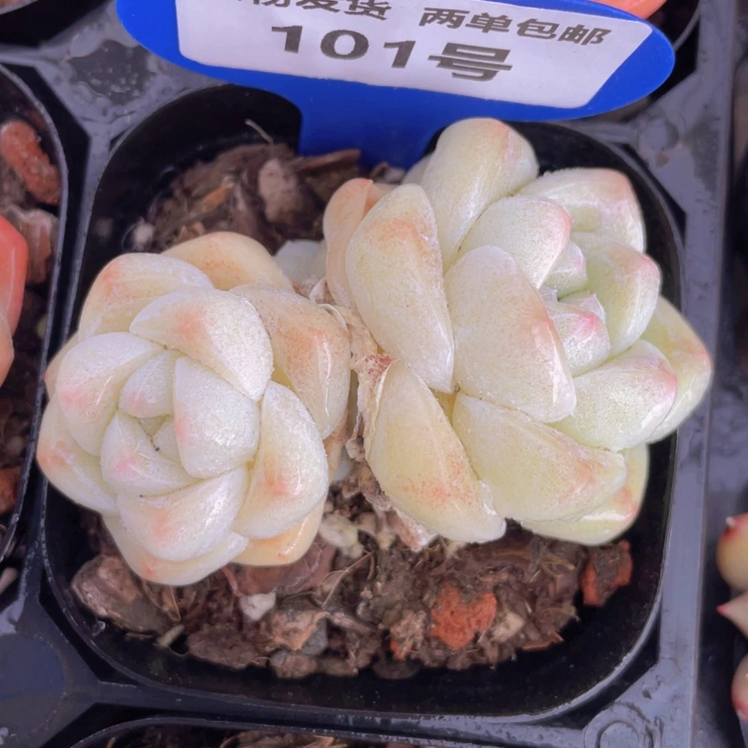 101号珍妮翠玉双头一个