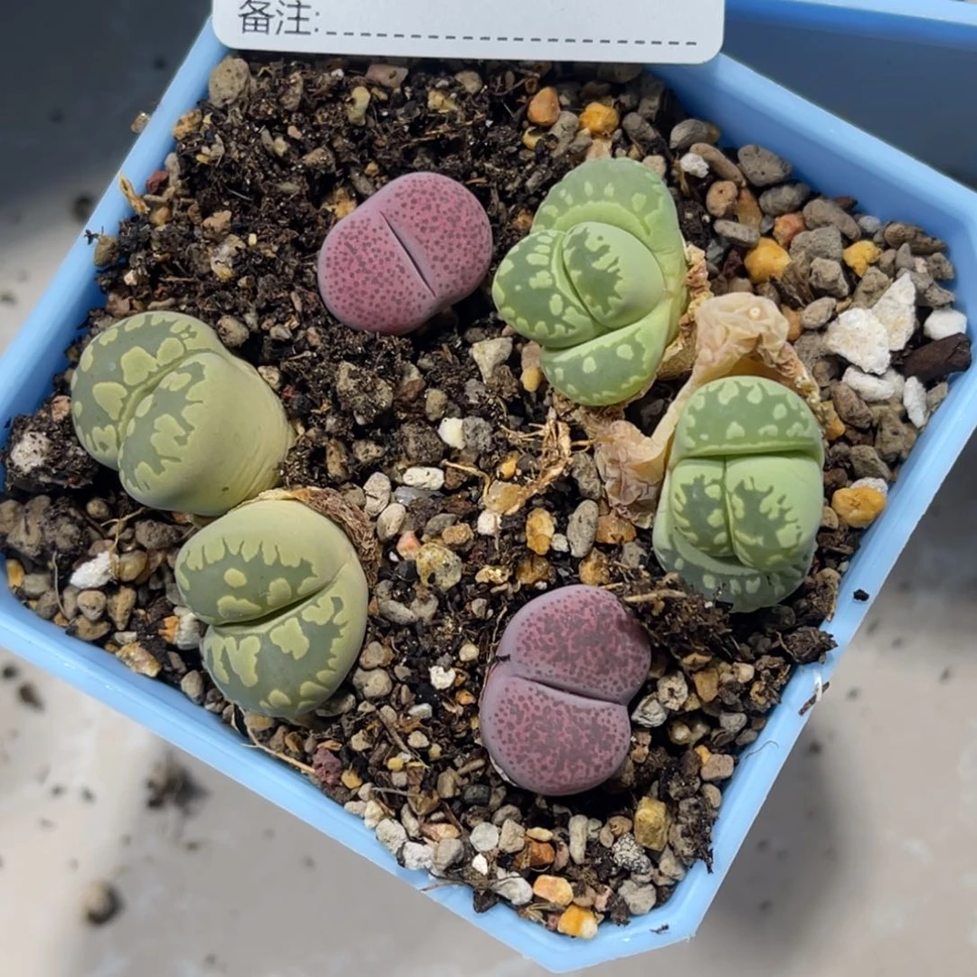 青****室5035大牙2紫碧琉璃2