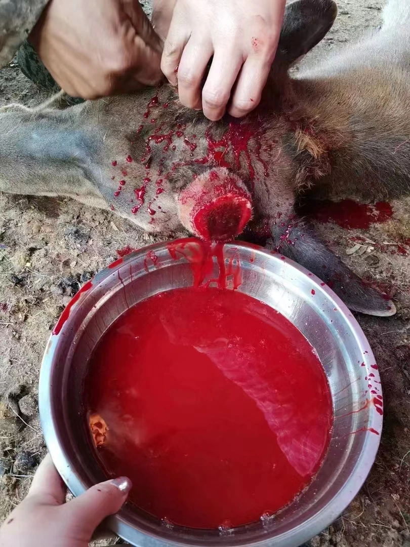 鹿茸红 含量高 煲汤炖菜泡酒  鹿场直发