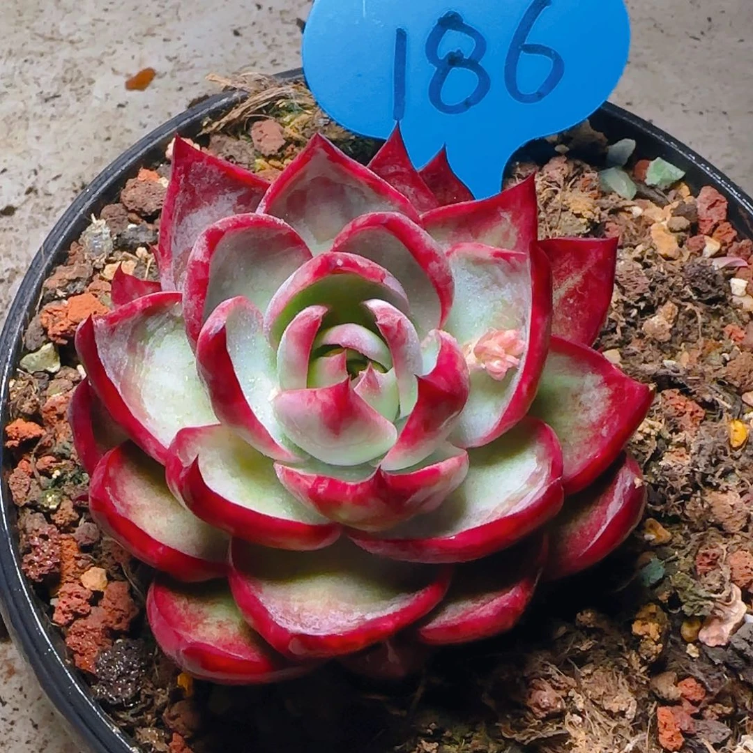 惊鸿仙子一物一拍186号