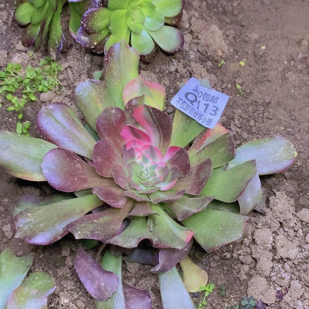 113韶羞七彩多肉法师锦