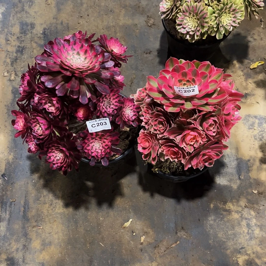 ?****¥多肉植物202.203红铜白，粉女巫